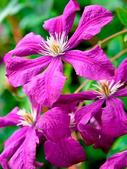 Clematite "Etoile Violette" contentor (C2)