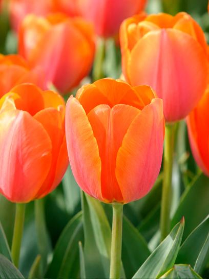 Tulipa "Bellville"