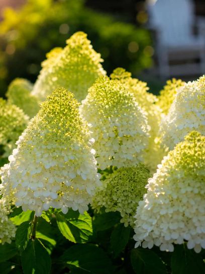 Hydrangea paniculata "Magical Moonlight"
