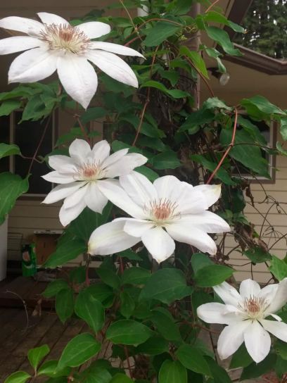 Clematis "Mrs.George Jackman" container (C2)