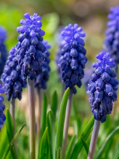 Muscari neglectum