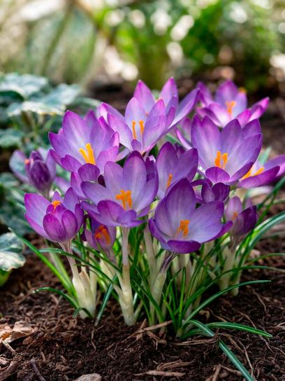 Crocus tommasinianus "Whitewell Purple"