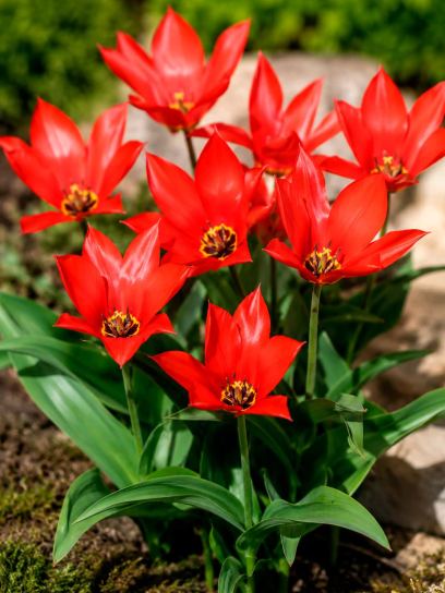 Tulipa eichleri