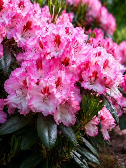 Rhododendron hybrid "Hachmann's Charmant"