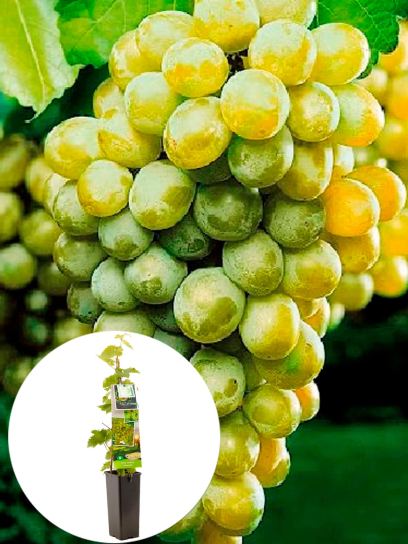 Raisin "Himrod" conteneur (P11)