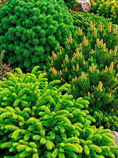 Spruce Garden Collection – 3 Plants