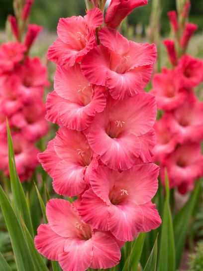 Gladiolus "Indian Summer"