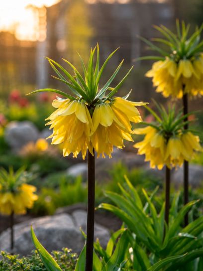 Fritillaria "Helena"
