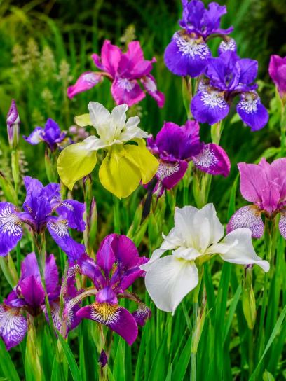 Iris sibirica -Breeder's Mix-