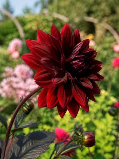 Dahlia "Sam Hopkins"
