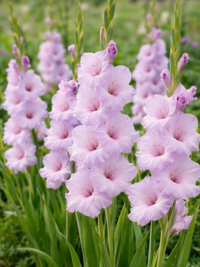 Gladiolus "Blue Trophic"