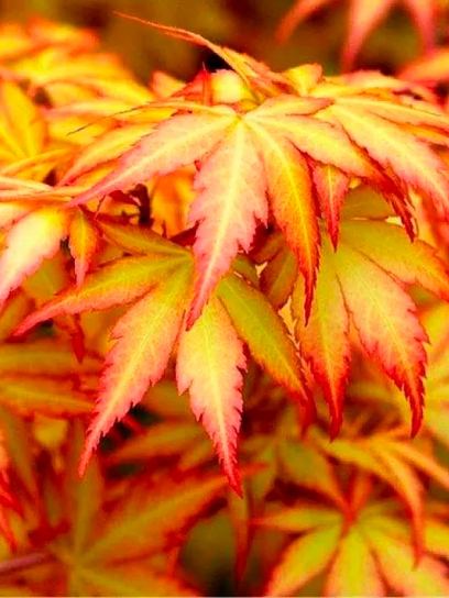 Japanese maple ‘Orange Dream’ container (P10)