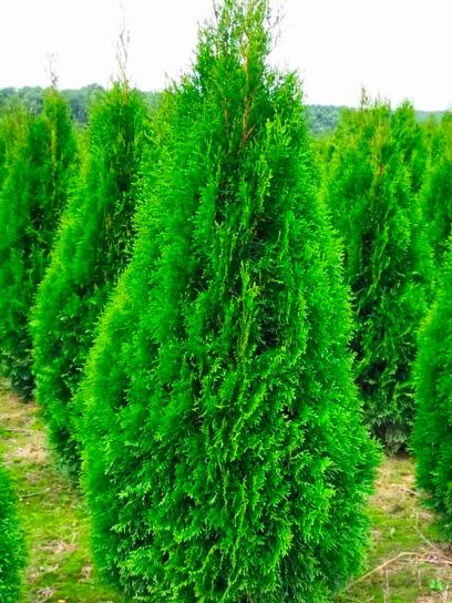 Thuja "Smaragd" contenitore (C4)