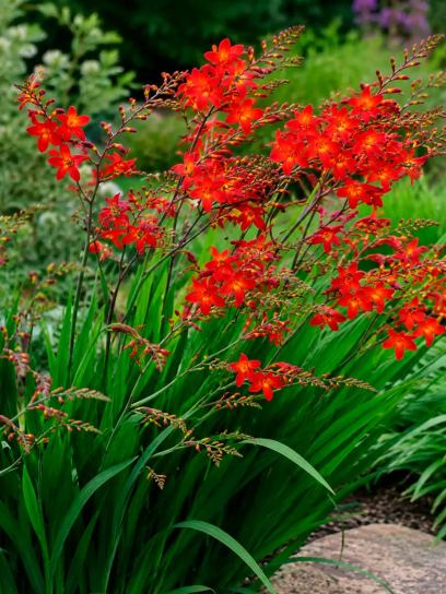 Crocosmia "Emberglow"