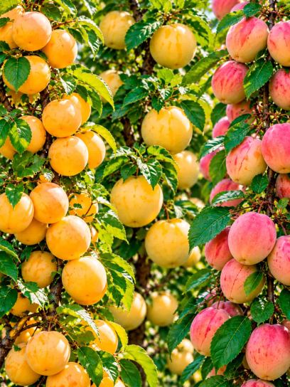 Plum Tree Collection – 3 Trees