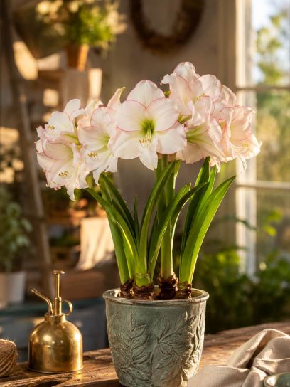 Hippeastrum "Picasso"