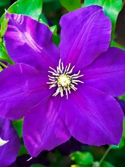 Clematis "Jackmanii Purpurea" container (C2)