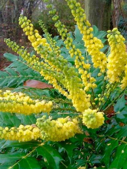 Mahonia "Winter Sun" contenitore (C2)