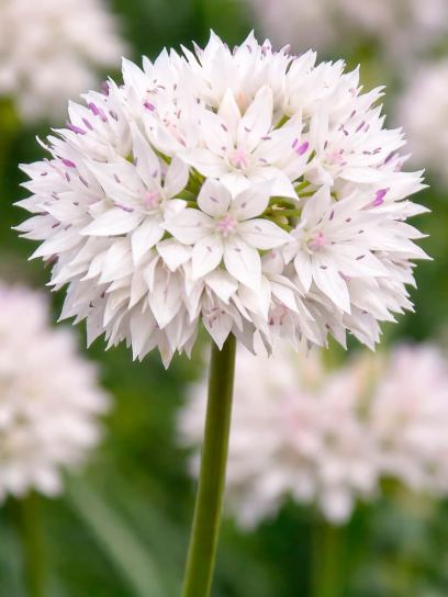 Allium amplectens "Graceful Beauty"