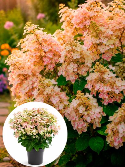 Hydrangea paniculata "Polestar" container (P19)