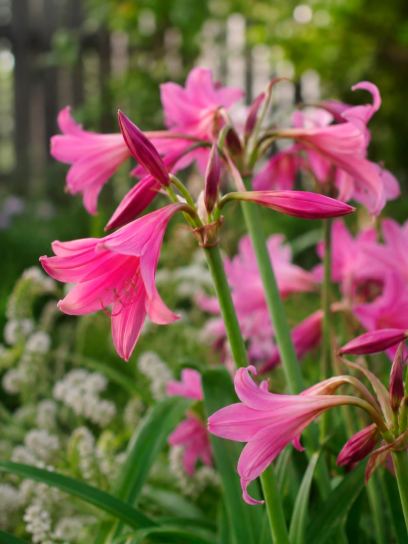 Crinum x powellii