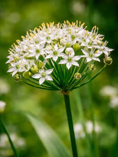 Allium tuberosum