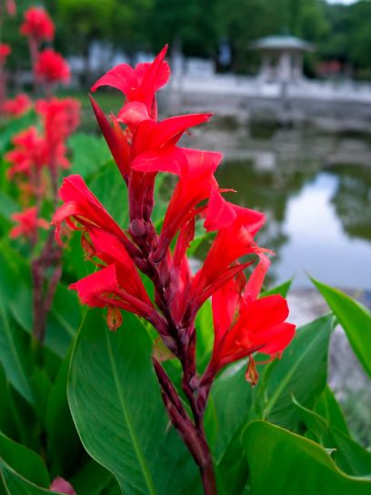 Canna "Firebird"