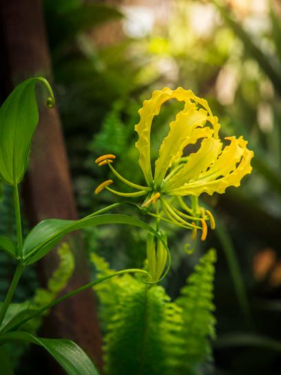 Gloriosa "Lutea"