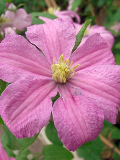 Clematis "Comtesse de Bouchaud" container (C2)