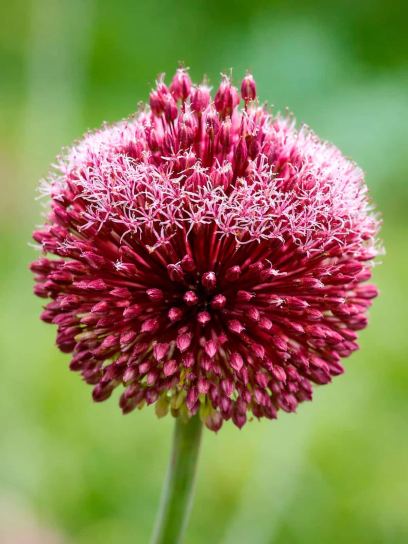 Allium "Forelock"