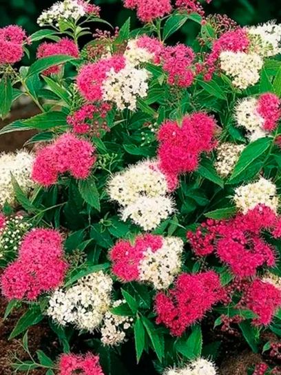 Spirea "Shirobana" container (P0.5)