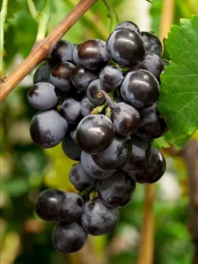 Grape "Centuri" container (C3)