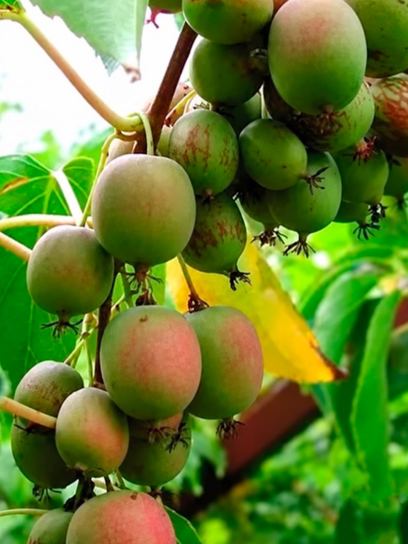 Kiwi "Kolomikta" contenitore (C3)