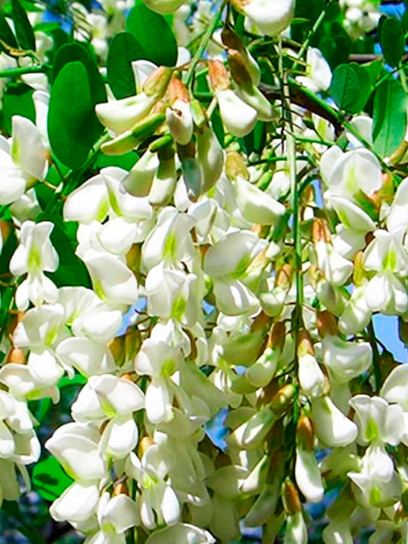 Sófora "Japonica" contentor (C4)