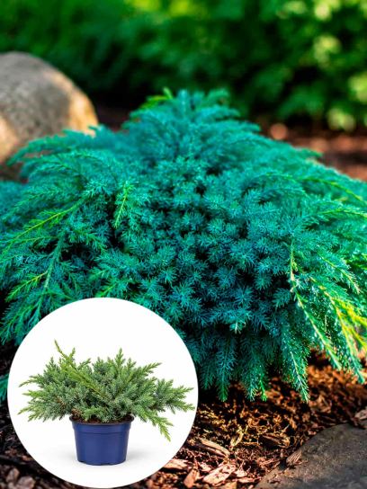 Juniper 'Blue Carpet' container (P11)