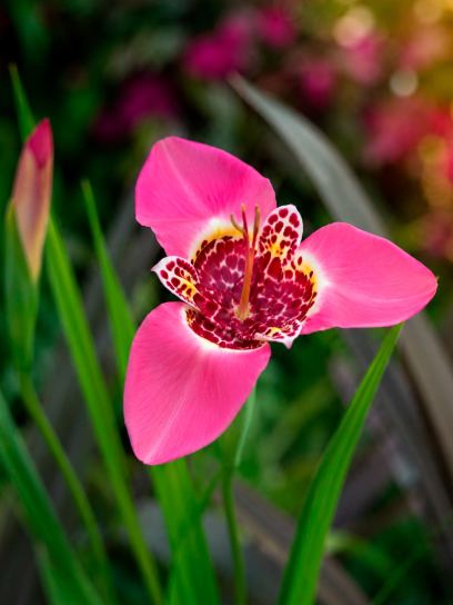 Tigridia pavonia 'Lilacea'