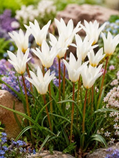 Tulipa clusiana "Sylvia"