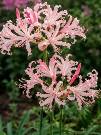 Nerine bowdenii "Vesta"