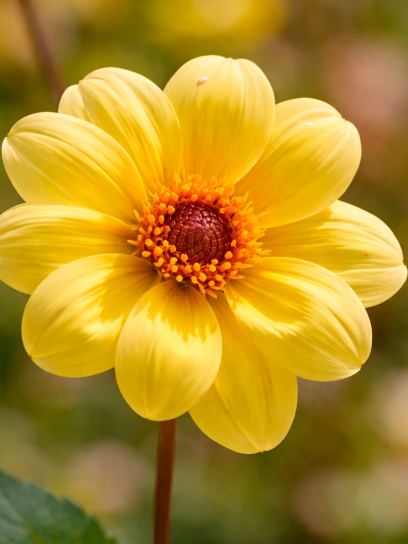 Dahlia "Happy Single Party"