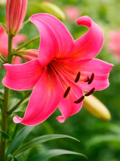 Lilium "Pink Flight"