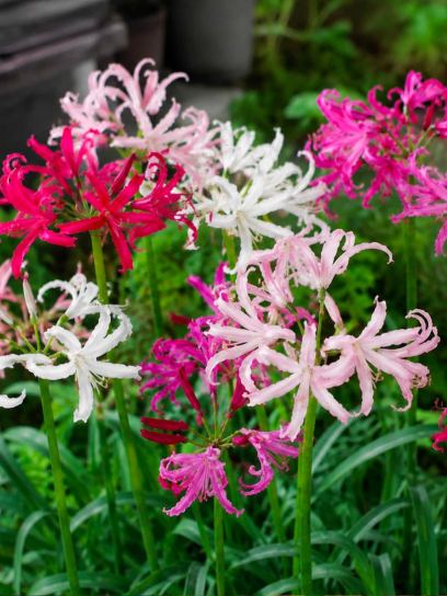 Nerine bowdenii -Breeders Blend-