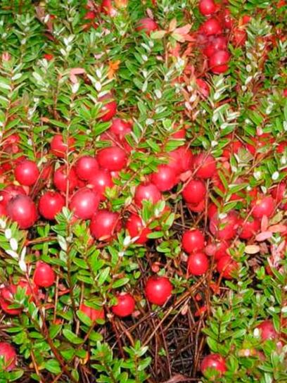 Cranberry Large Fruited container (P9)