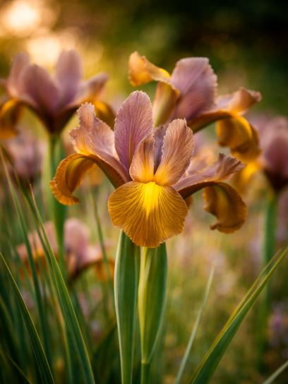 Iris hollandica "Bronze Beauty"