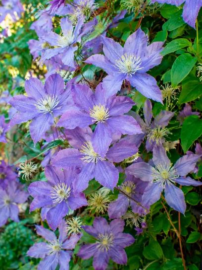 Clematis "Arabella" container (P14)