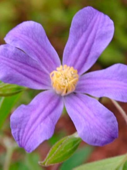 Clematis "Juuli" container (C2)