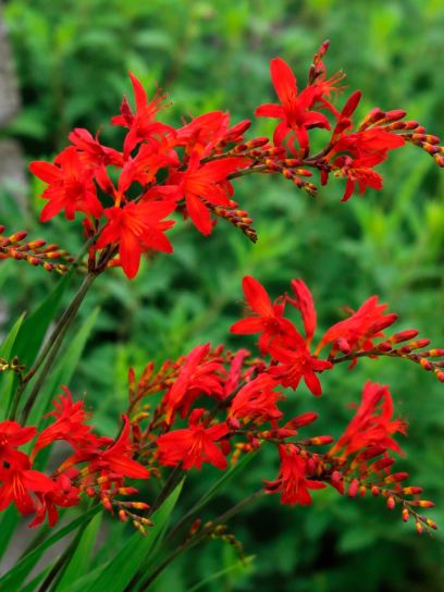 Crocosmia "Lucifer"