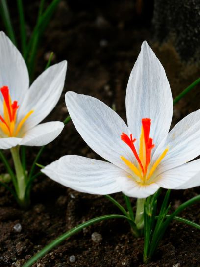 Crocus cartwrightianus "Albus"