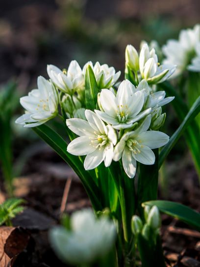 Ornithogalum balansae