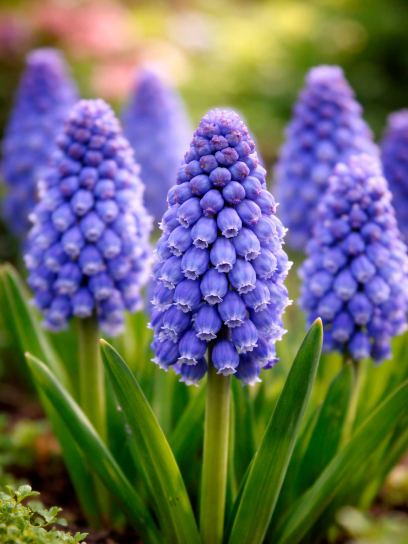 Muscari armeniacum