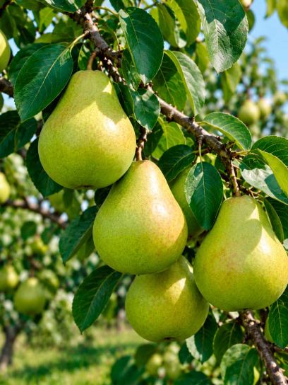 Pear ‘Doyenné du Comice’